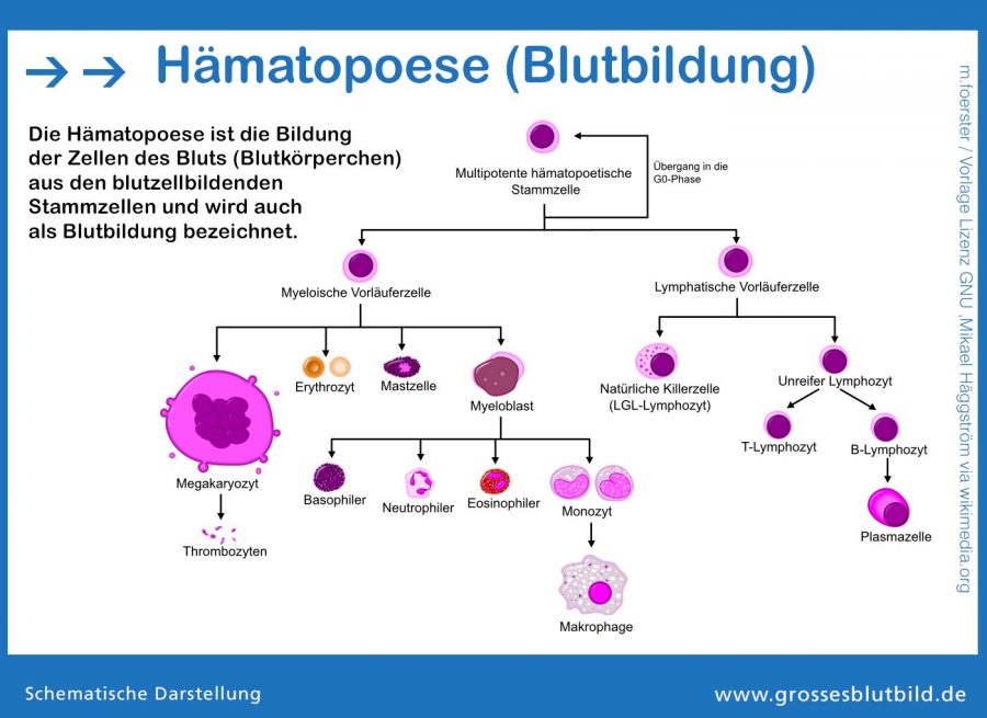 Blutbildung-Haematopoese-ablauf