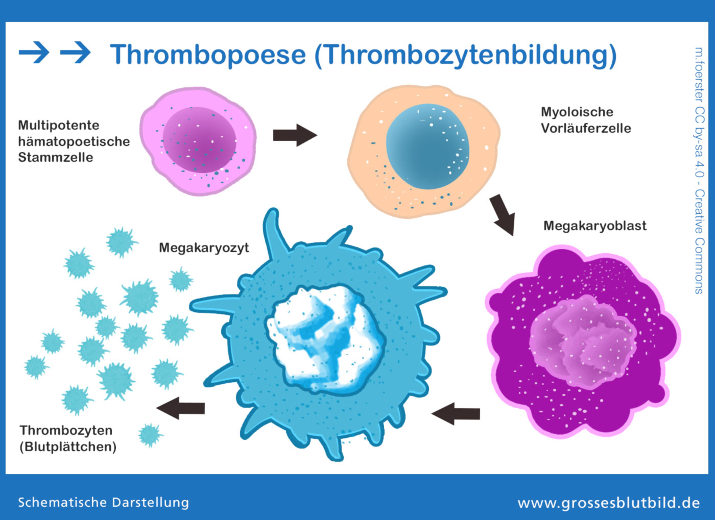 Thrombopoese » Fotokunstweb.de