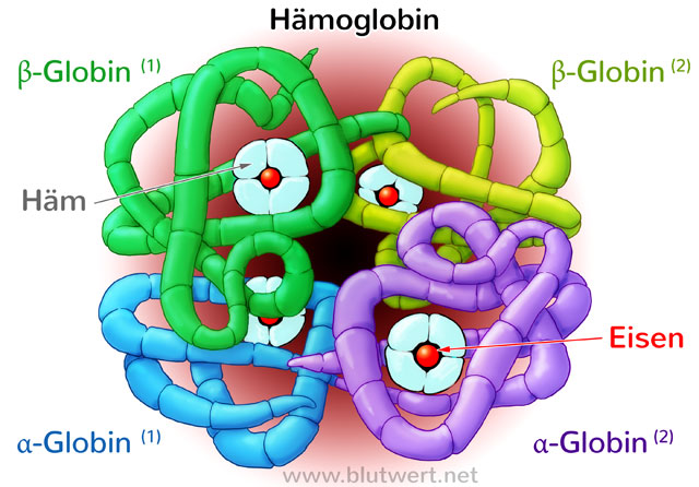 haemoglobin-neu